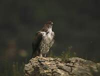 Aigle de Bonelli