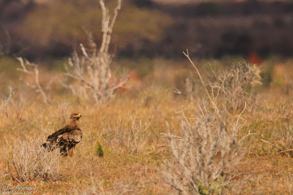 Steppe Eagleadult