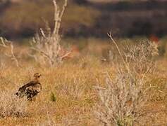 Steppe Eagle