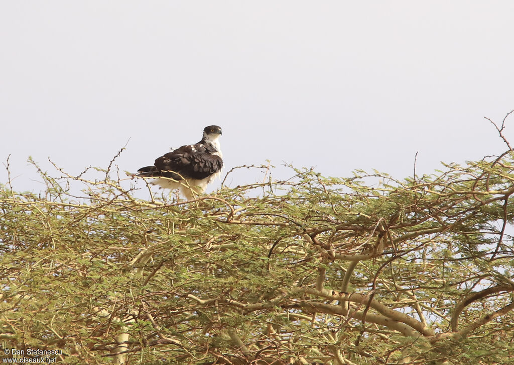 African Hawk-Eagleadult