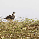 Aigle fascié