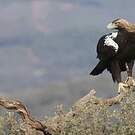 Aigle ibérique