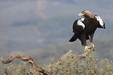 Aigle ibérique