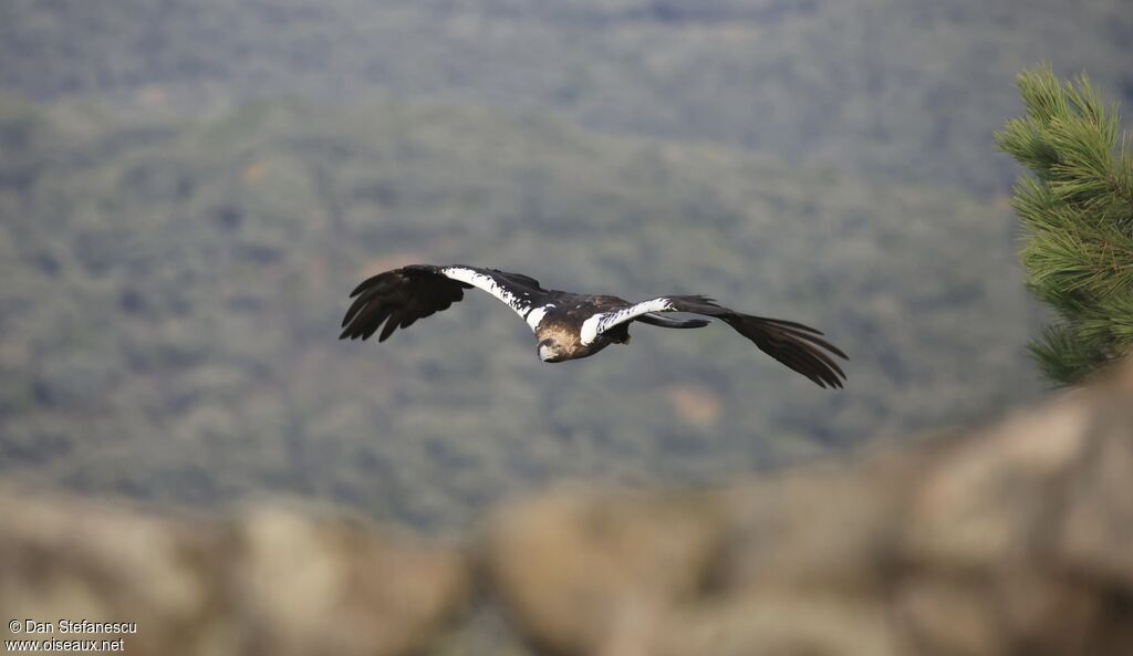 Spanish Imperial Eagleadult, Flight