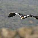 Aigle ibérique