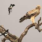 Aigle ibérique