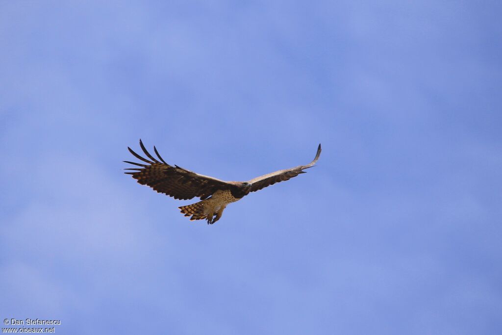 Aigle martialadulte, Vol