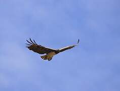 Martial Eagle