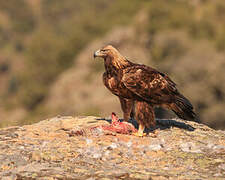 Aigle royal