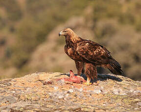 Aigle royal