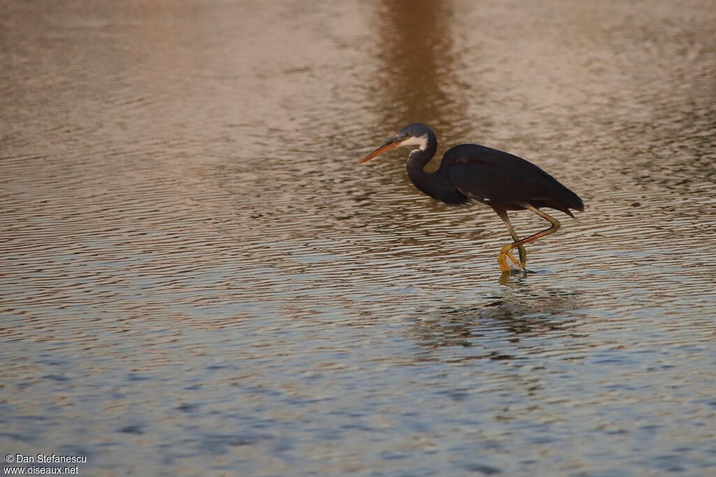 Western Reef Heronadult, walking