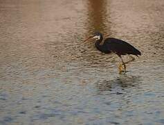 Aigrette des récifs