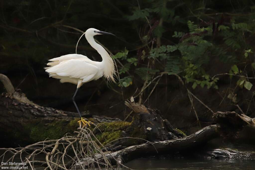 Little Egretadult breeding