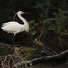 Little Egret