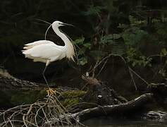 Little Egret