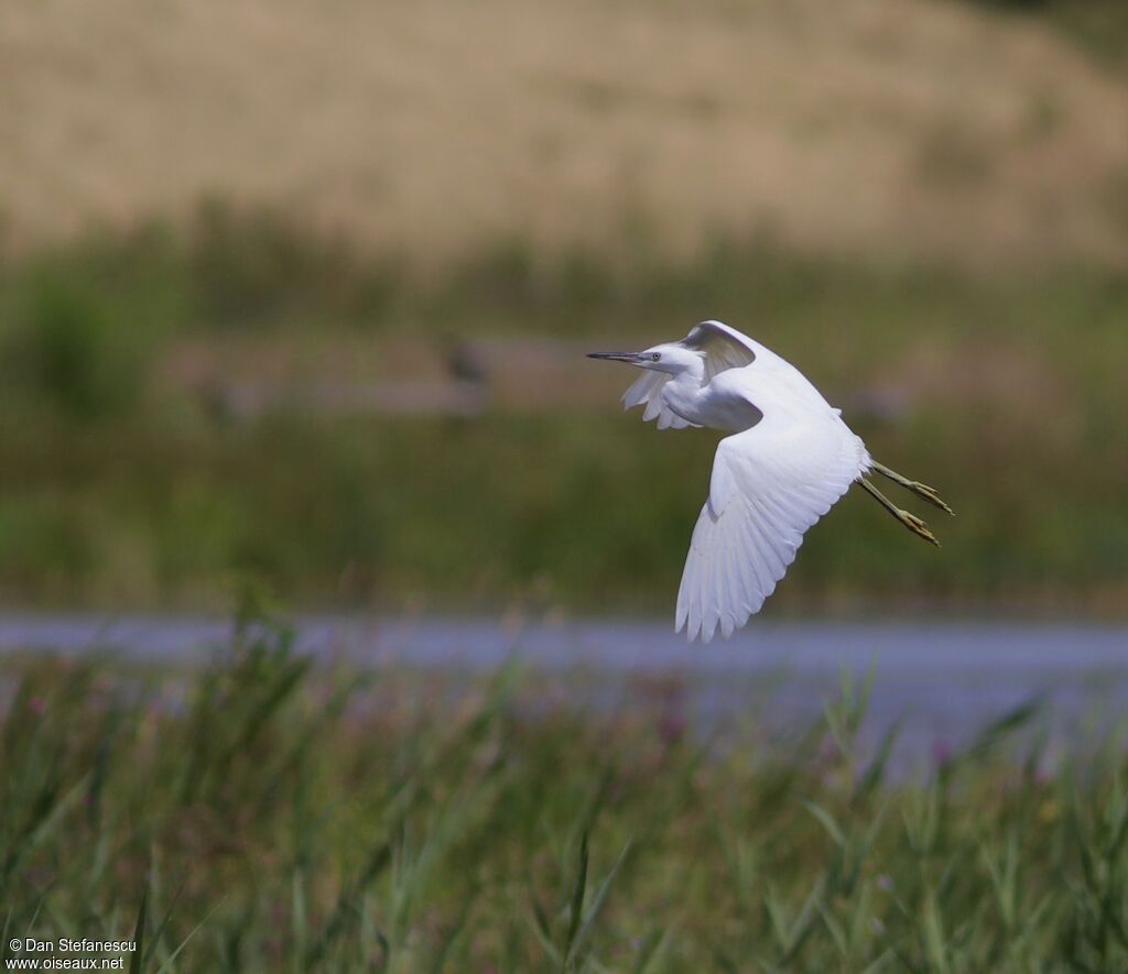 Little Egret, Flight