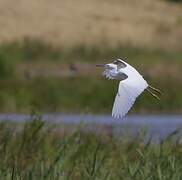 Little Egret