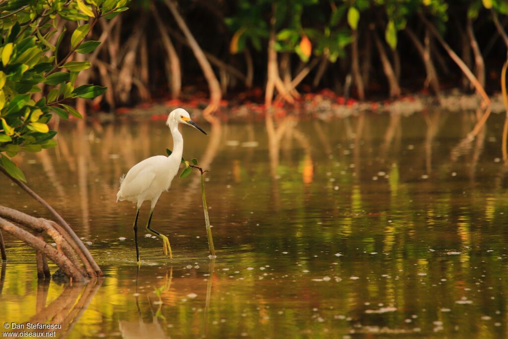 Snowy Egretadult breeding