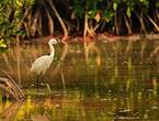 Aigrette neigeuse