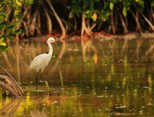 Aigrette neigeuse