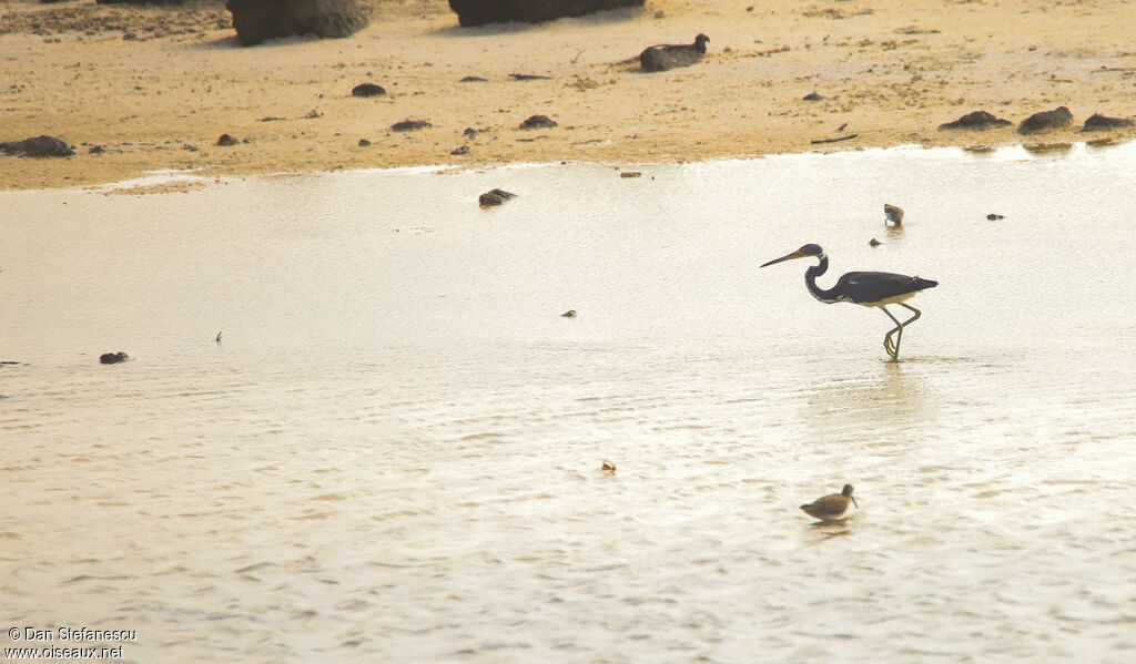 Tricolored Heron