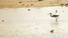 Aigrette tricolore