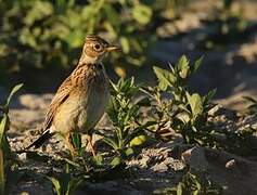 Eurasian Skylark