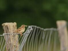 Woodlark