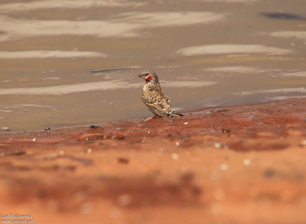 Cut-throat Finch male adult breeding, habitat, drinks
