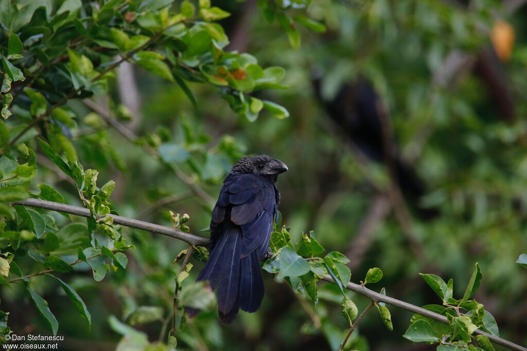 Smooth-billed Ani