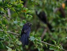 Smooth-billed Ani