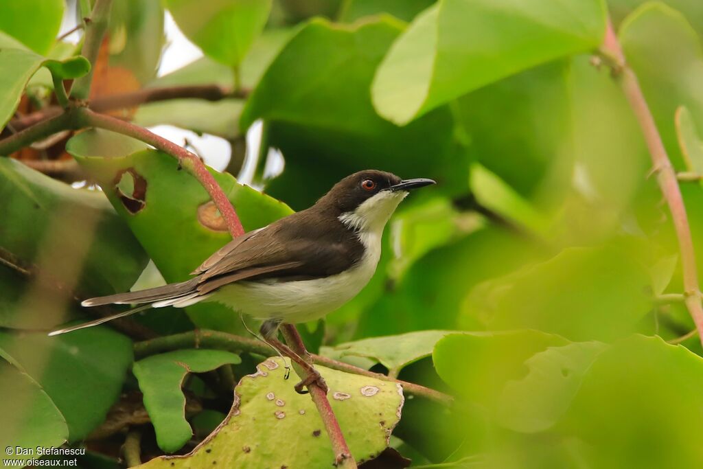 Apalis à tête noire mâle adulte