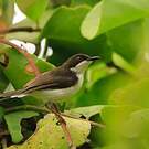 Apalis à tête noire