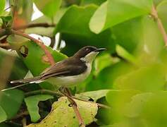 Apalis à tête noire