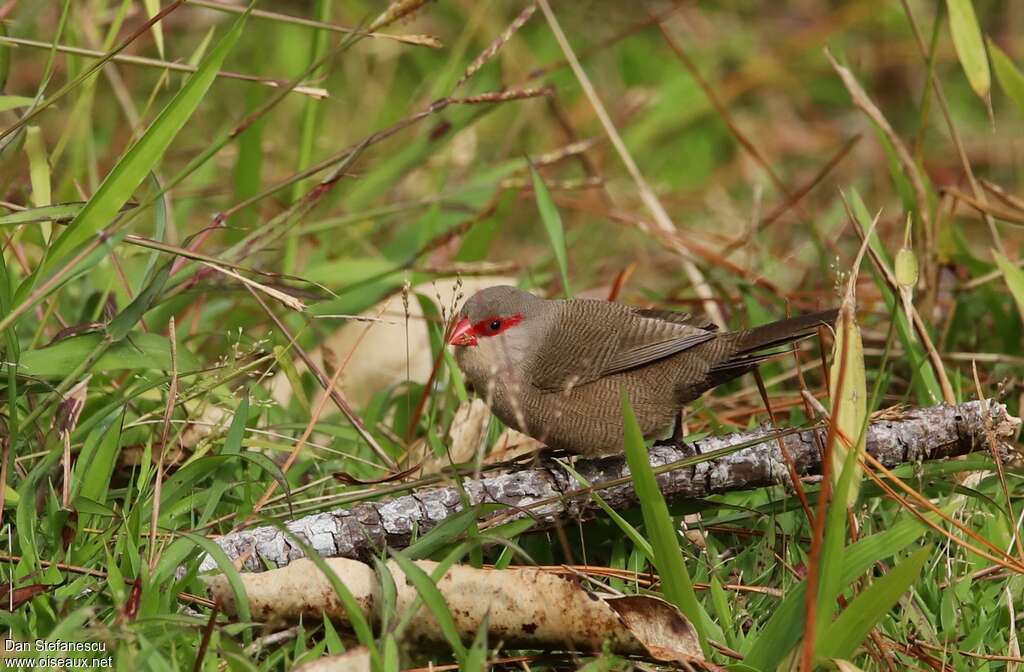 Common Waxbilladult, habitat, eats