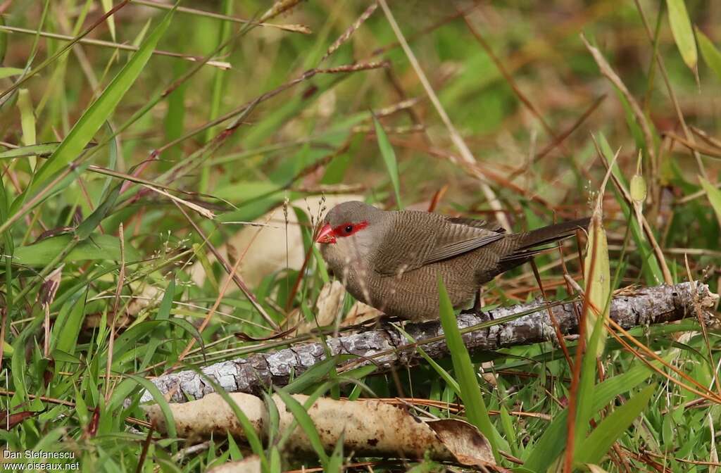 Common Waxbill