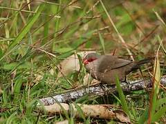 Common Waxbill