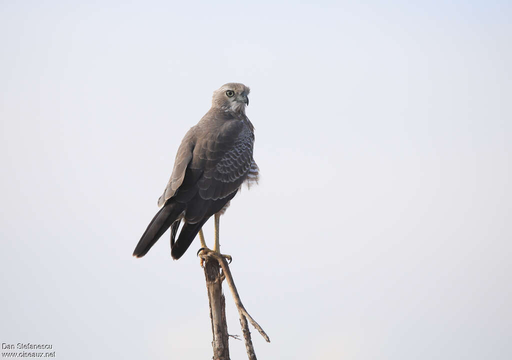 Eastern Chanting Goshawkimmature, identification