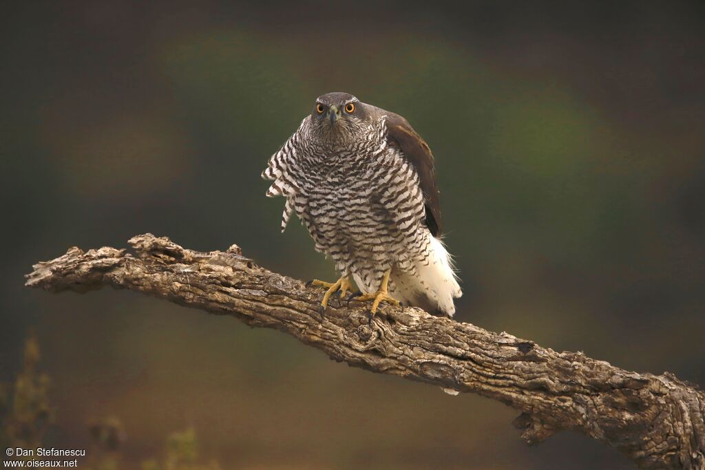 Eurasian Goshawkadult