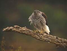 Eurasian Goshawk