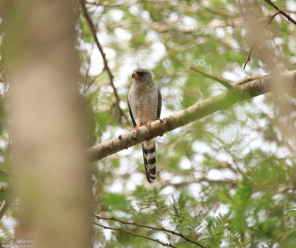 Gabar Goshawkadult