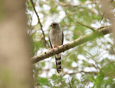 Gabar Goshawk
