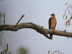 Black Sparrowhawk