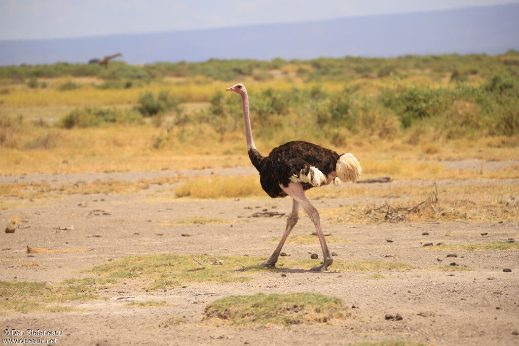 Common Ostrich male adult breeding