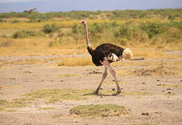 Common Ostrich