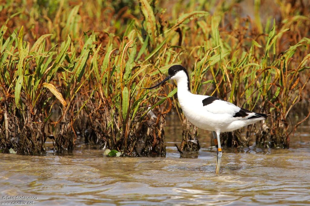 Avocette éléganteadulte