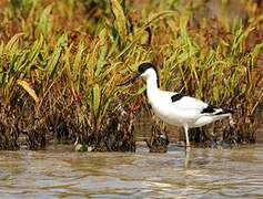 Pied Avocet