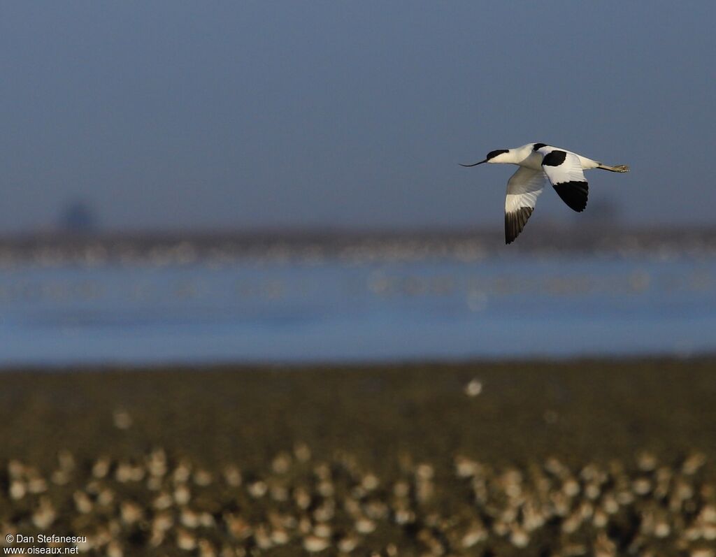 Pied Avocetadult, Flight