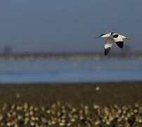 Avocette élégante