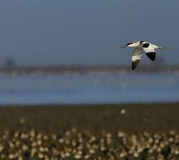 Avocette élégante